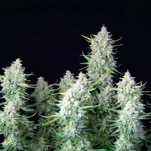 Seeds Auto (Autoflower Sativa)
